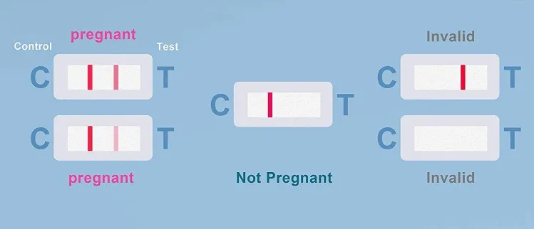 20 Early Pregnancy Test Papers with 20 Urine Cups Pregnancy Test Strips