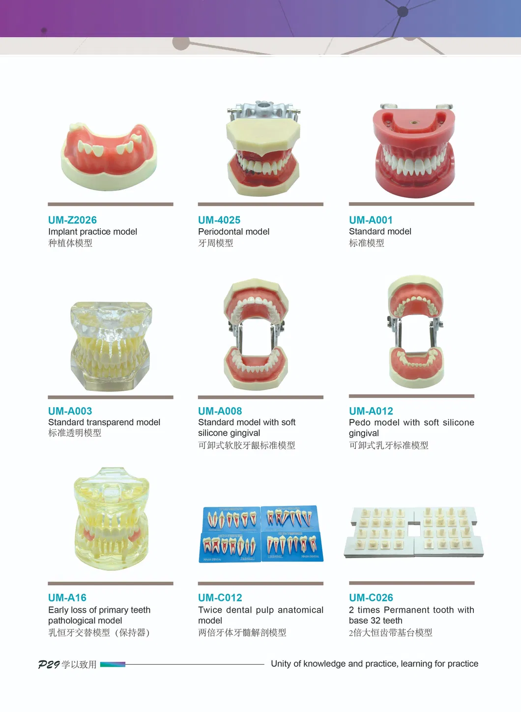 Chinese Dental Supplies Diagnostic Head Phantom From Umg