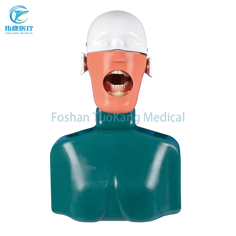 Dental Phantom Teaching Dental Simulator Phantom Head for Education Manual Plastic Dental Tooth Model Lab Equipment