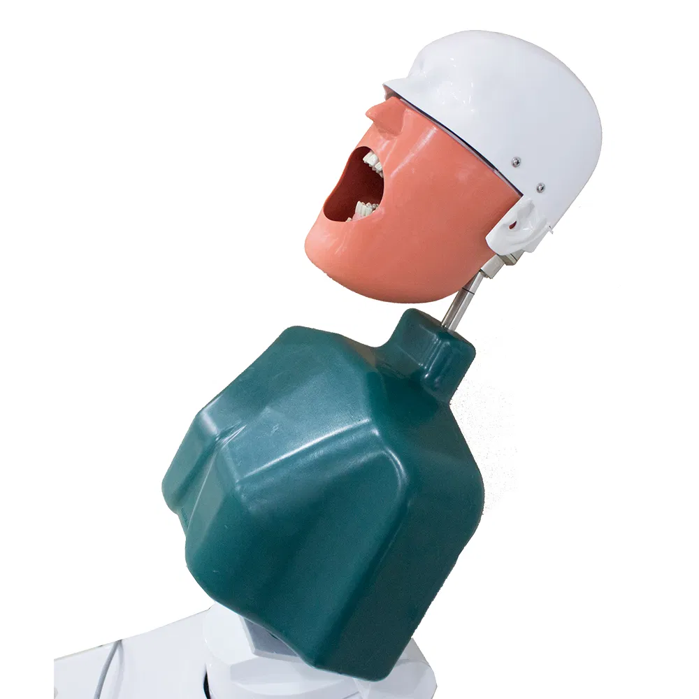 Dental Phantom Teaching Dental Simulator Phantom Head for Education Manual Plastic Dental Tooth Model Lab Equipment