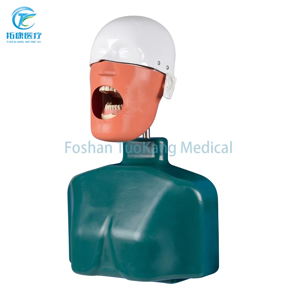 Dental Phantom Teaching Dental Simulator Phantom Head for Education Manual Plastic Dental Tooth Model Lab Equipment