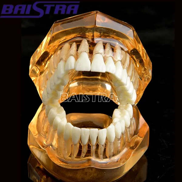 Dental Standard Teeth Model Teeth Removable Model Zyr-7006-1