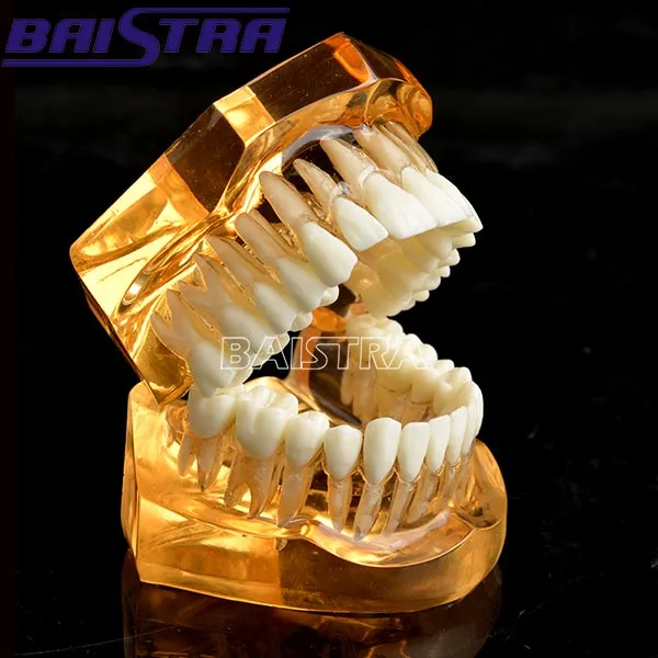Dental Standard Teeth Model Teeth Removable Model Zyr-7006-1