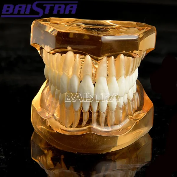 Dental Standard Teeth Model Teeth Removable Model Zyr-7006-1