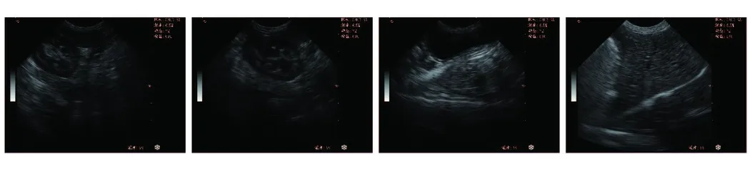 Full Digital B&W Trolley Vet Ultrasound Scanner with PC Platform