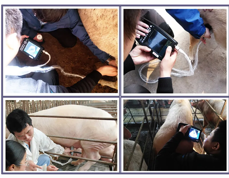 Low Price Rectal Probe Oxen and Horses Goats Cattle Dogs for Donkey