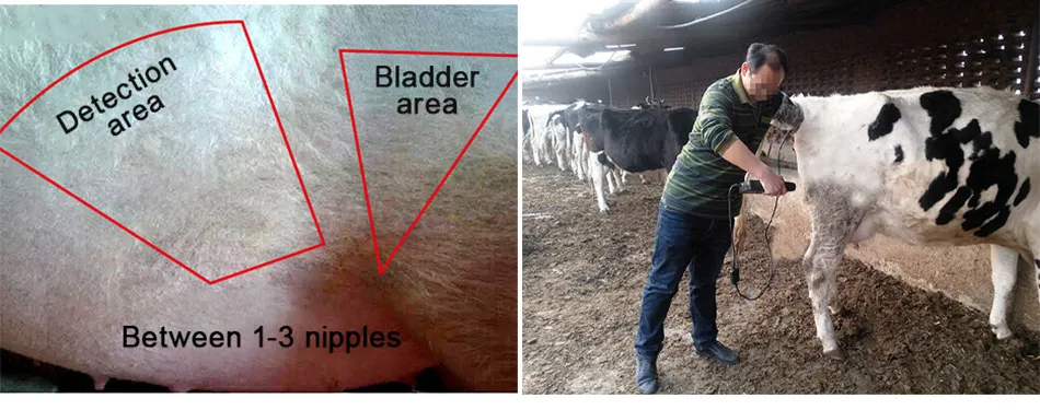 Low Price Rectal Probe Oxen and Horses Goats Cattle Dogs for Donkey