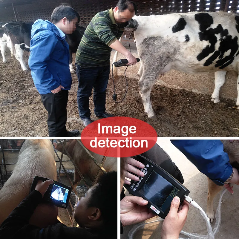 Low Price Rectal Probe Oxen and Horses Goats Cattle Dogs for Donkey