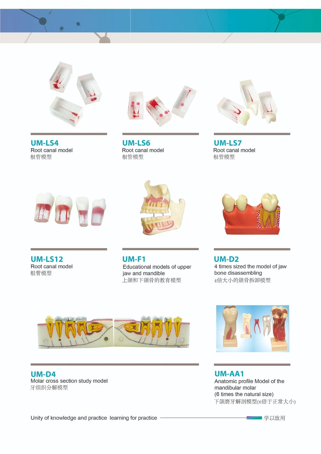 New Promotion Communication Teeth Model Implant with Clip Attachments