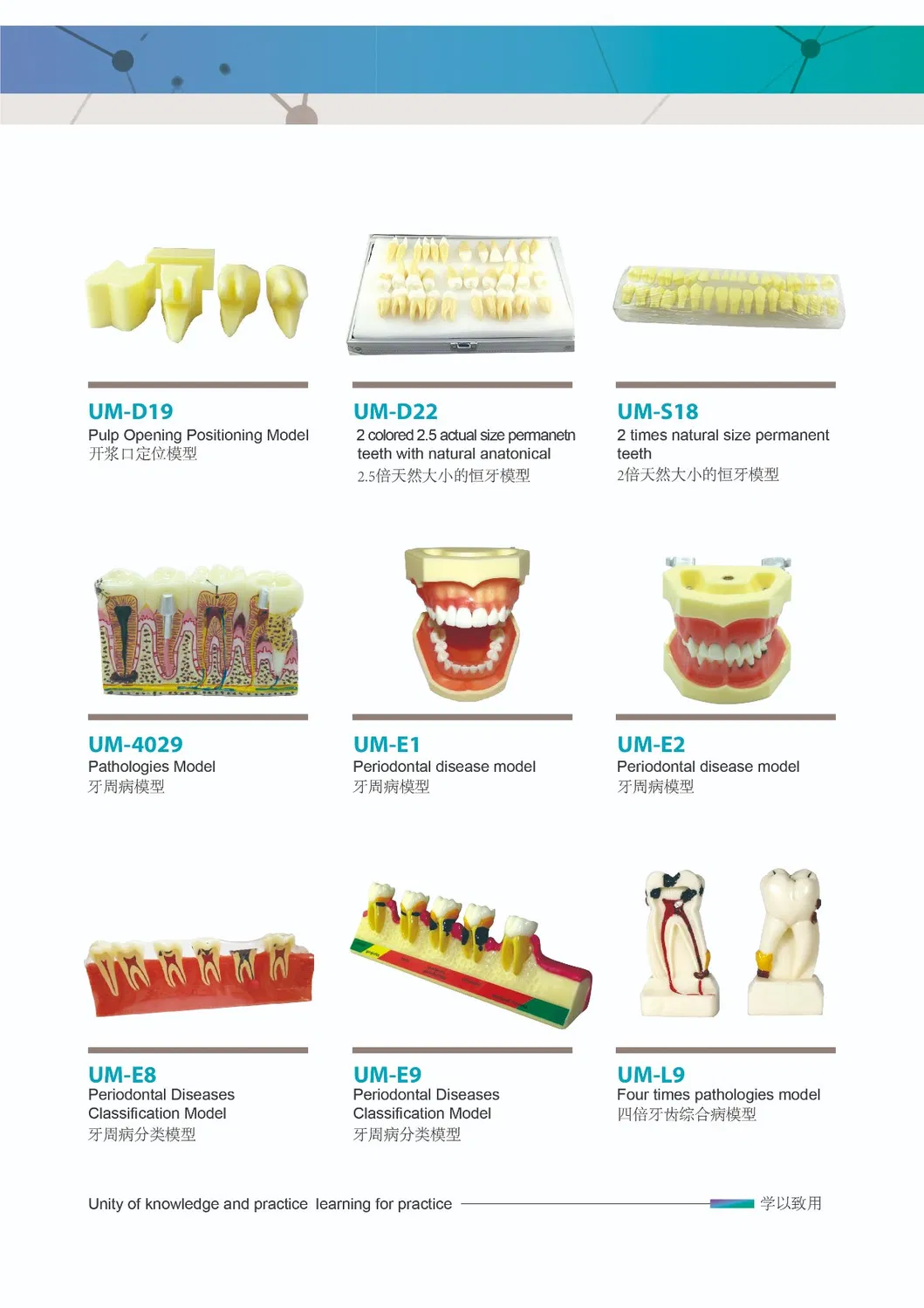 New Promotion Communication Teeth Model Implant with Clip Attachments