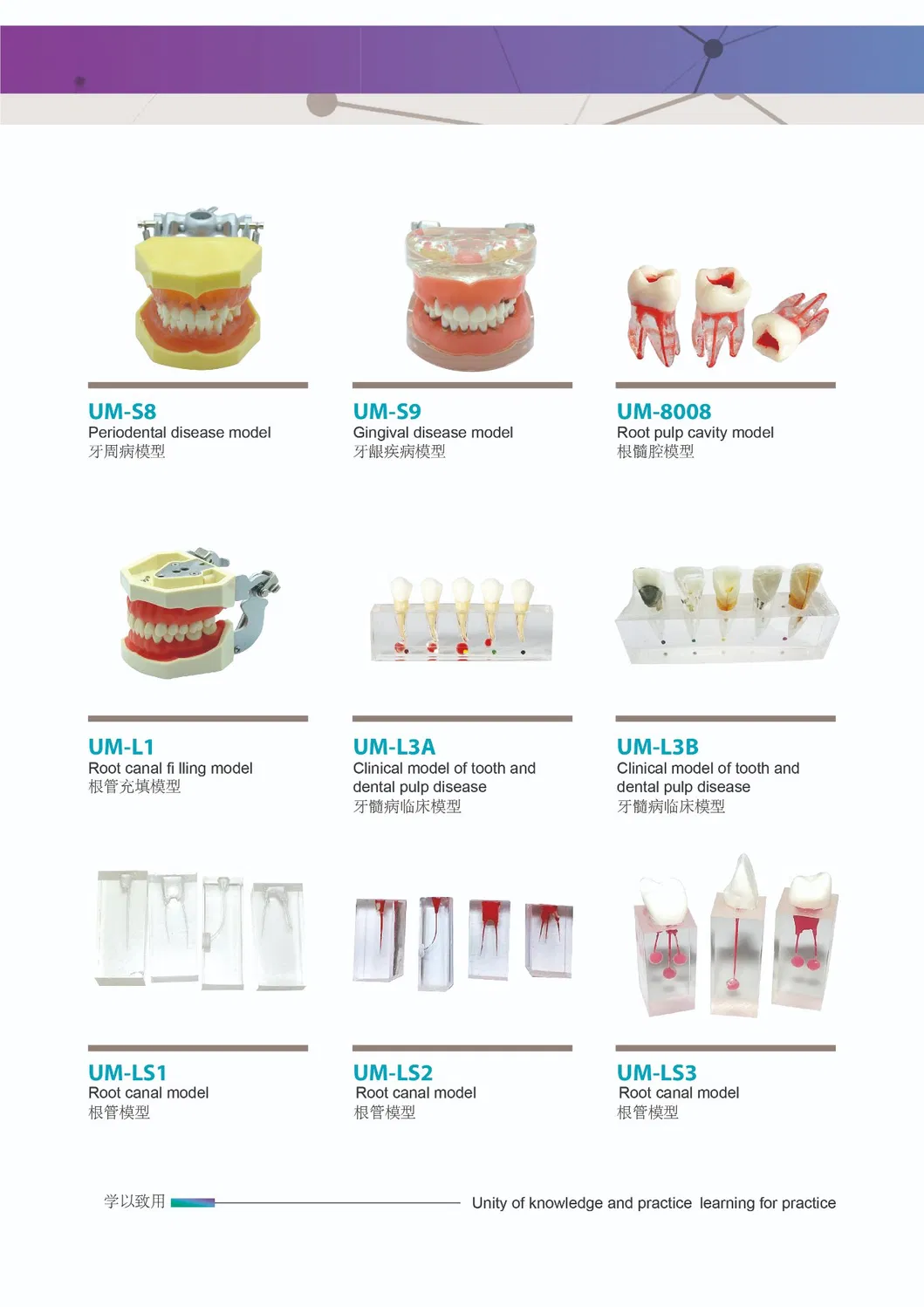 New Promotion Communication Teeth Model Implant with Clip Attachments