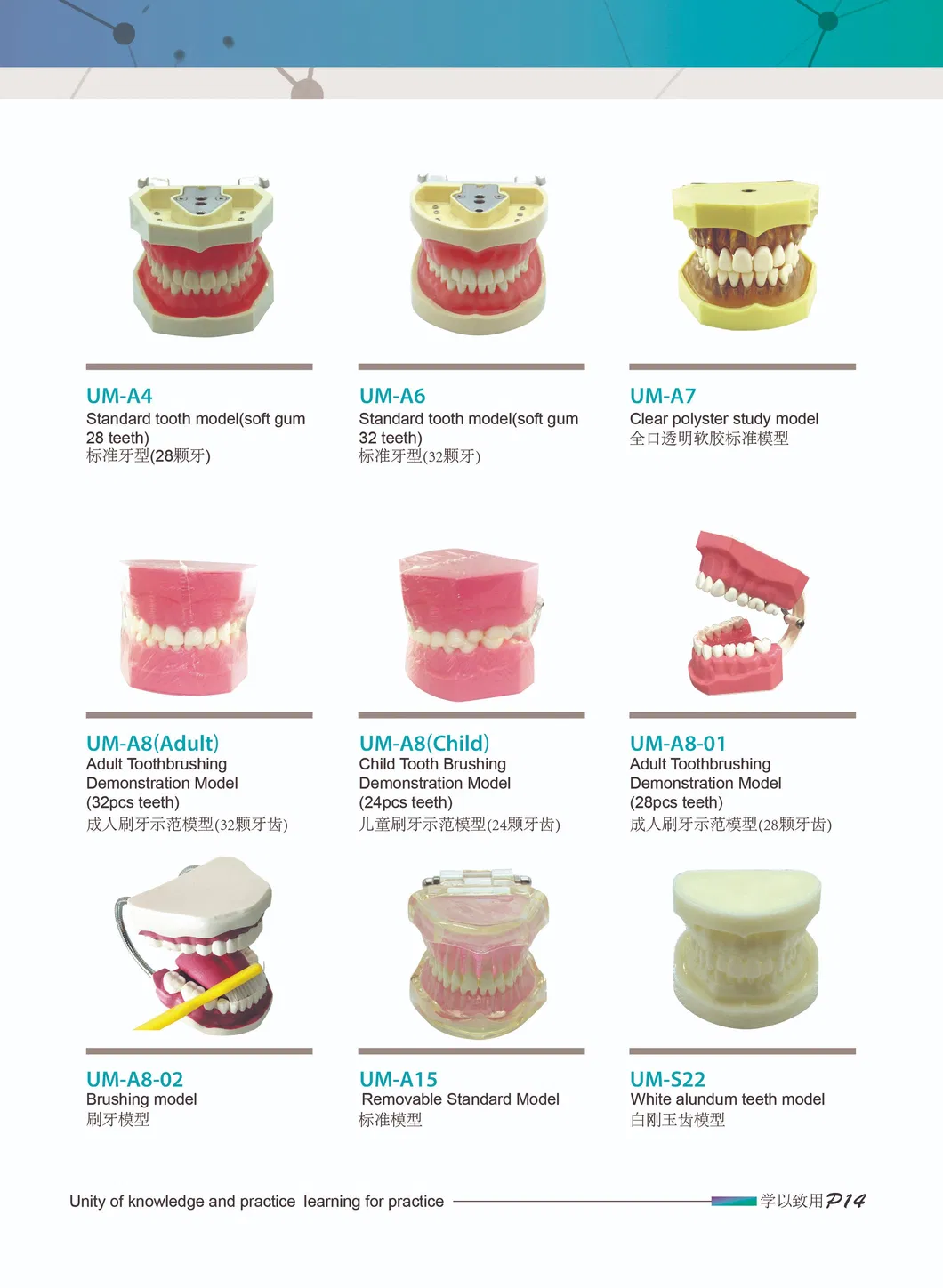 Two Times Adult Profile Model (28PCS dental anatomical models)