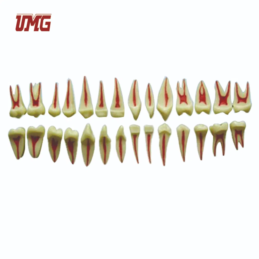 Two Times Adult Profile Model (28PCS dental anatomical models)