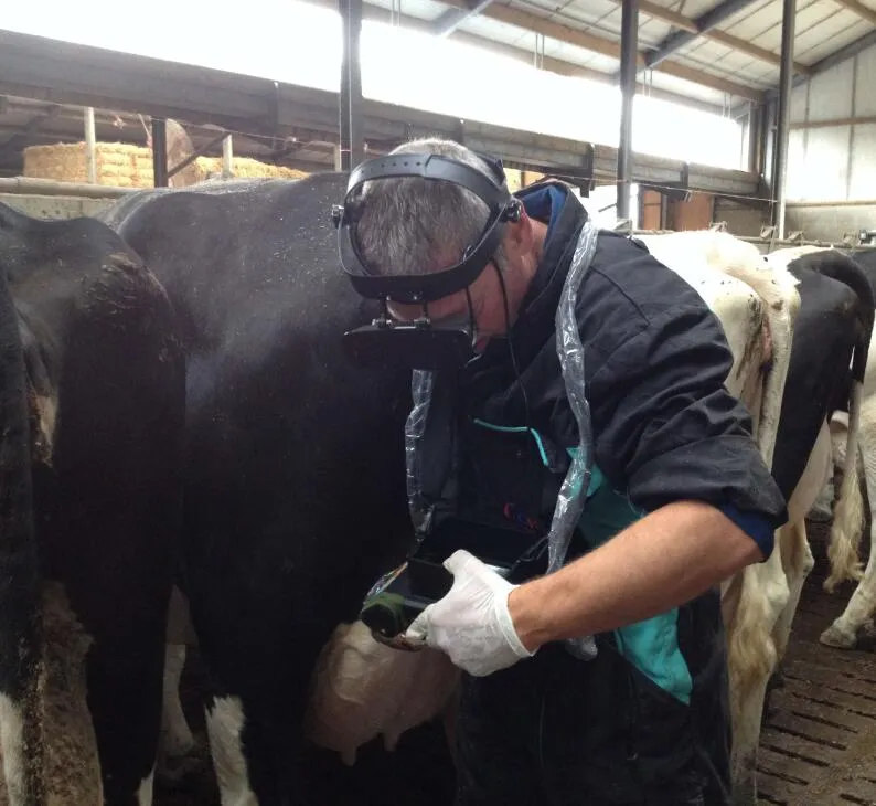 Vet Cattle Ultrasound with Goggles